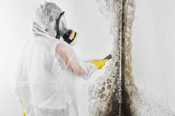 Professional Mold Remediation in Carbondale, IL