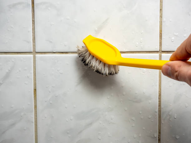 Best White Mold Remediation in Carbondale, IL