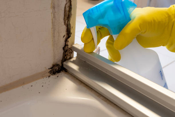 Best HVAC Mold Remediation in Carbondale, IL