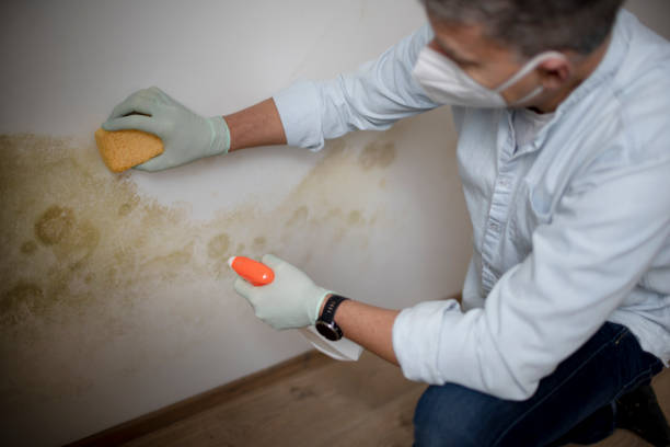 Best Bathroom Mold Remediation in Carbondale, IL