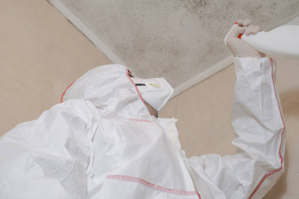 Best DIY Mold Remediation Support Services in Carbondale, IL