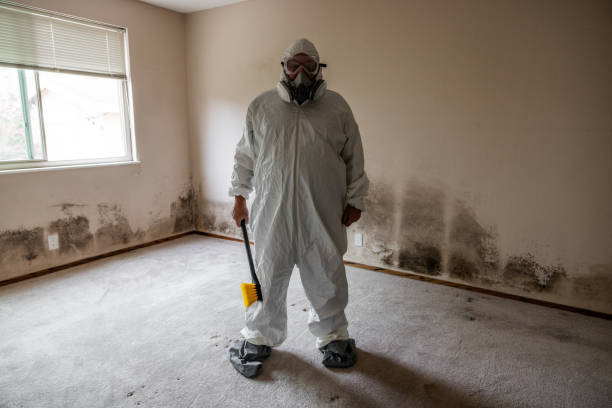 Best Residential Mold Remediation in Carbondale, IL