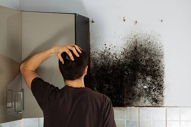 Best Crawl Space Mold Remediation in Carbondale, IL