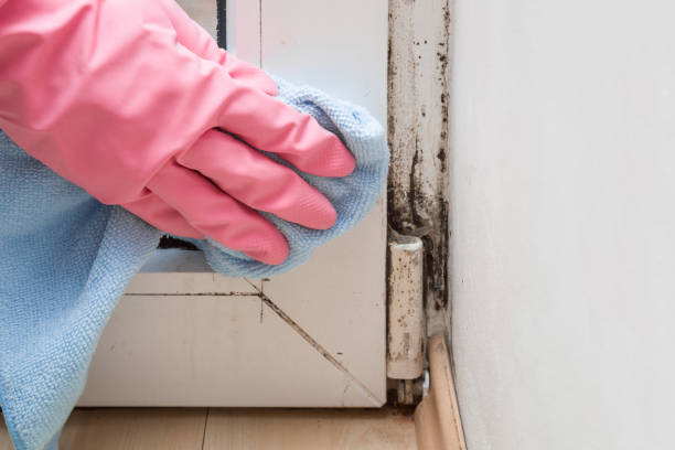 Best Industrial Mold Remediation in Carbondale, IL