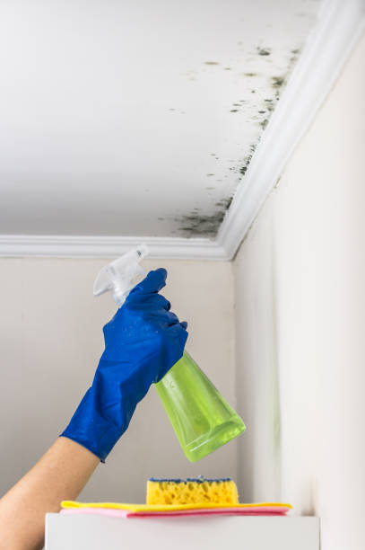 Best Black Mold Remediation in Carbondale, IL